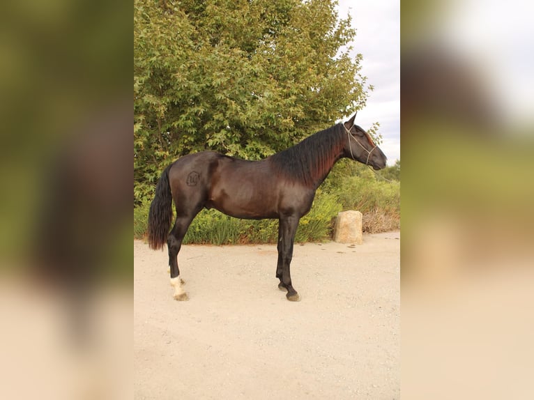 Andalusian Stallion 3 years 17 hh Black in Corona, CA