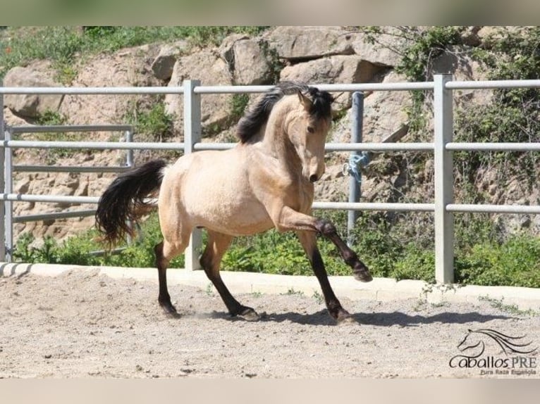Andalusian Stallion 3 years Buckskin in Barcelona