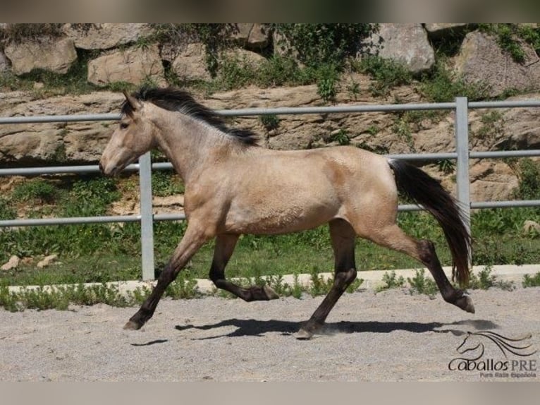 Andalusian Stallion 3 years Buckskin in Barcelona