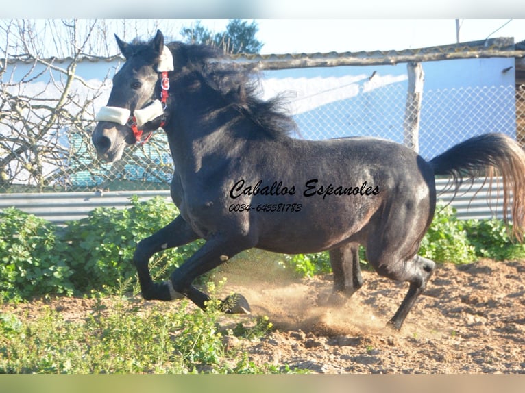 Andalusian Stallion 3 years Gray-Dark-Tan in Vejer de la Frontera