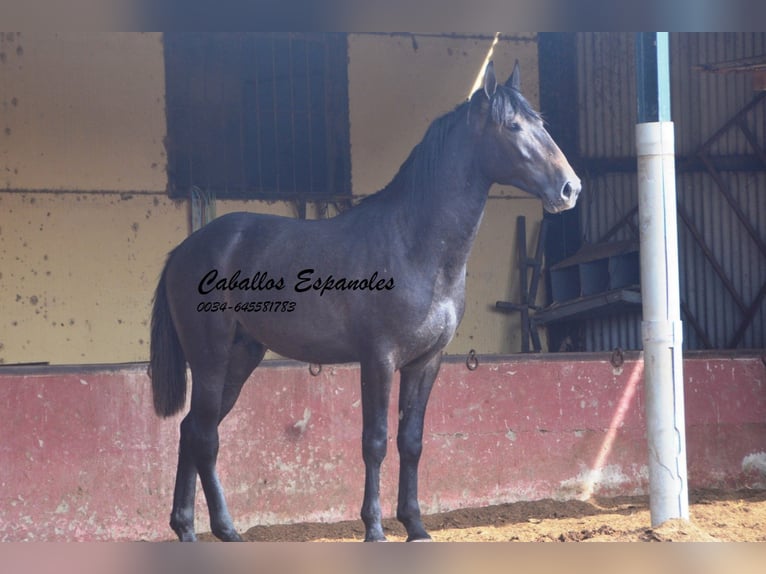 Andalusian Stallion 3 years Grey-Dark-Tan in Vejer de la Frontera