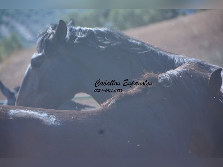 Andalusian Stallion 3 years Grey-Dark-Tan in Vejer de la Frontera