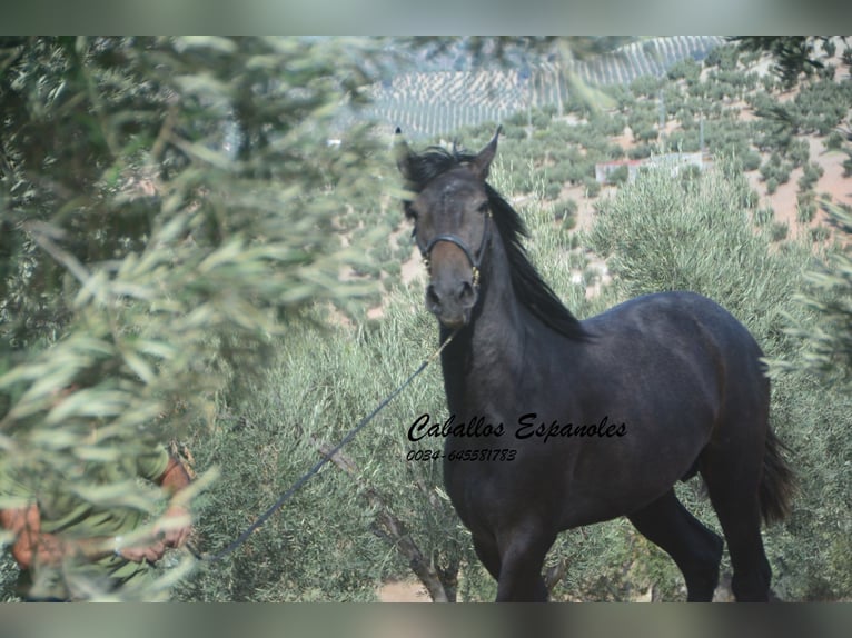Andalusian Stallion 3 years Grey-Dark-Tan in Vejer de la Frontera