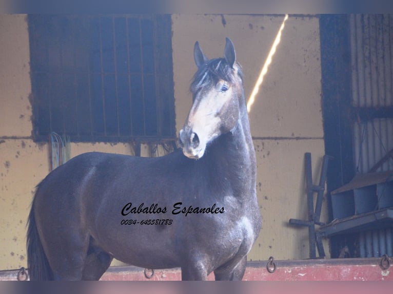 Andalusian Stallion 3 years Grey-Dark-Tan in Vejer de la Frontera