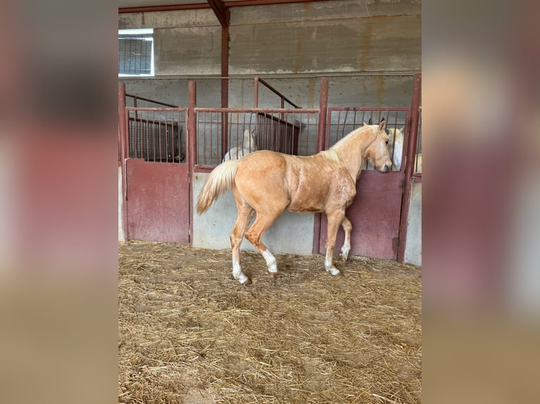 Andalusian Stallion 3 years Palomino in Chiclana