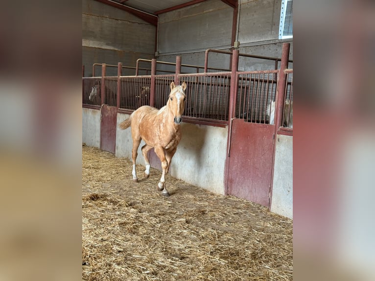 Andalusian Stallion 3 years Palomino in Chiclana