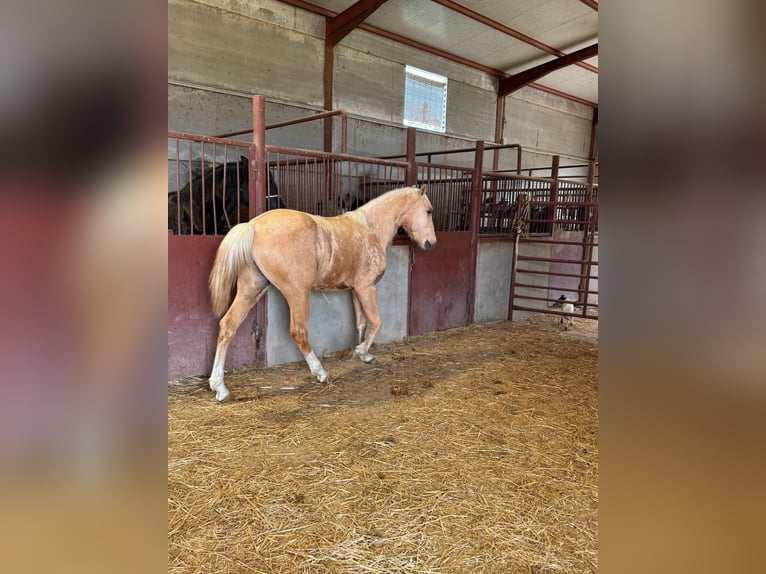 Andalusian Stallion 3 years Palomino in Chiclana