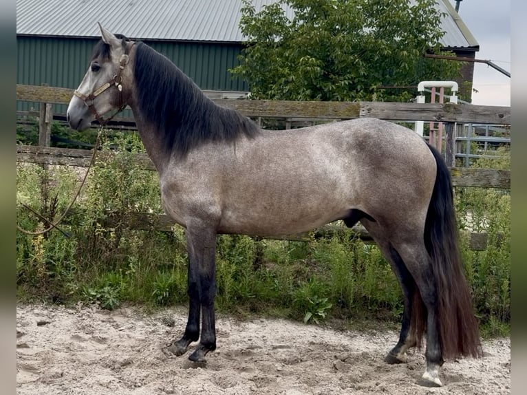 Andalusian Stallion 4 years 14.2 hh Grey in Barneveld