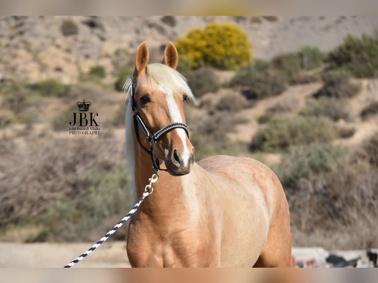 Andalusian Stallion 4 years 14,2 hh Palomino in Tabernas Almeria