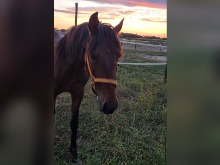 Andalusian Stallion 4 years 14,3 hh Brown in Efringen-Kirchen