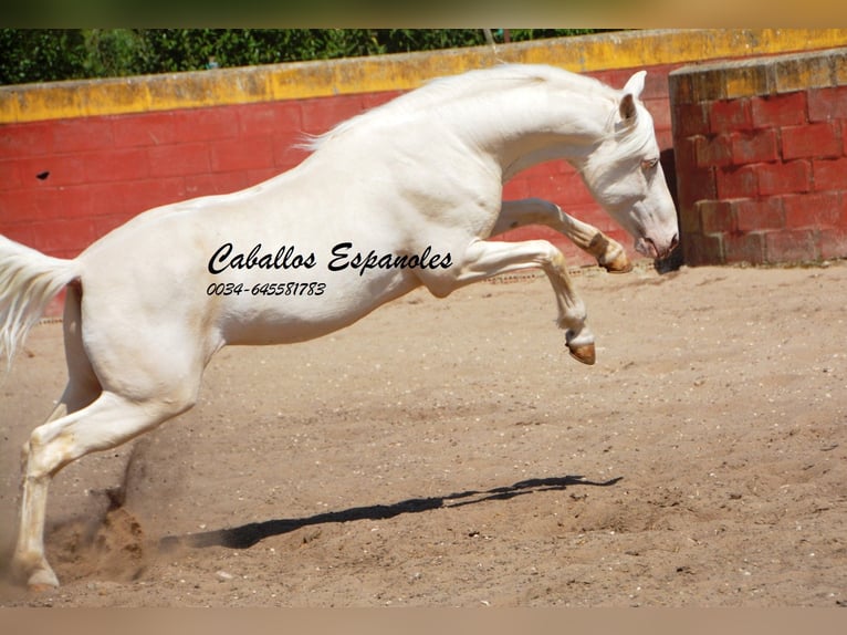 Andalusian Stallion 4 years 14,3 hh Cremello in Vejer de la Frontera