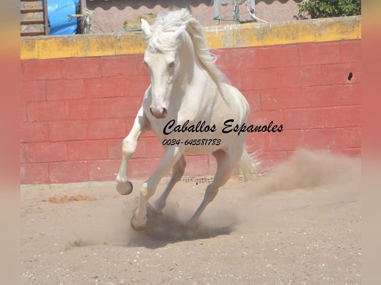 Andalusian Stallion 4 years 14,3 hh Cremello in Vejer de la Frontera