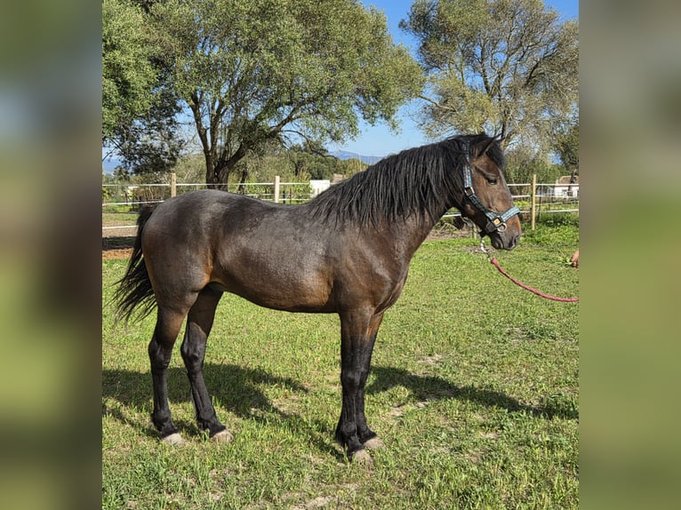 Andalusian Stallion 4 years 14,3 hh Brown in Vejer de la Frontera