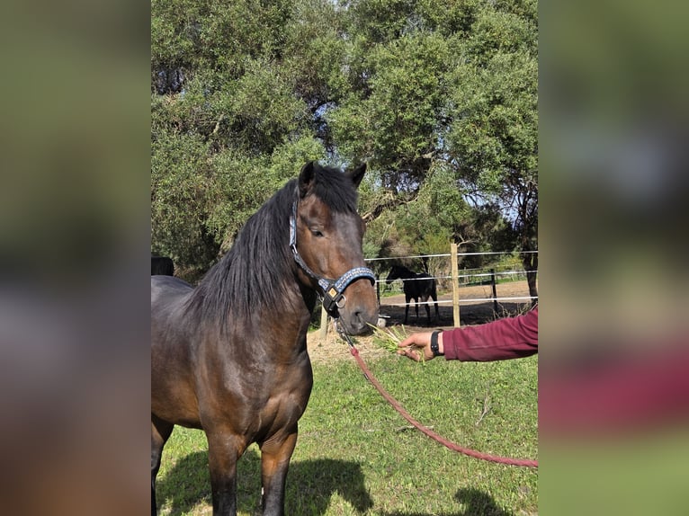 Andalusian Stallion 4 years 14,3 hh Brown in Vejer de la Frontera