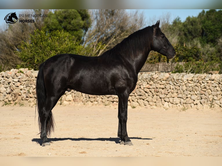 Andalusian Stallion 4 years 15,1 hh Black in Menorca