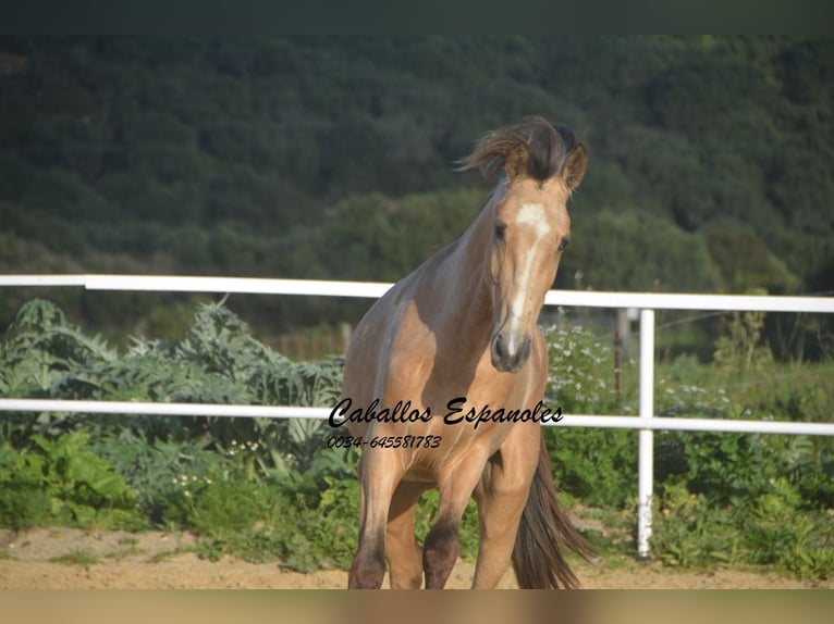 Andalusian Stallion 4 years 15.1 hh Dun in Vejer de la Frontera