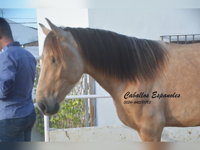 Andalusian Stallion 4 years 15.1 hh Dun in Vejer de la Frontera