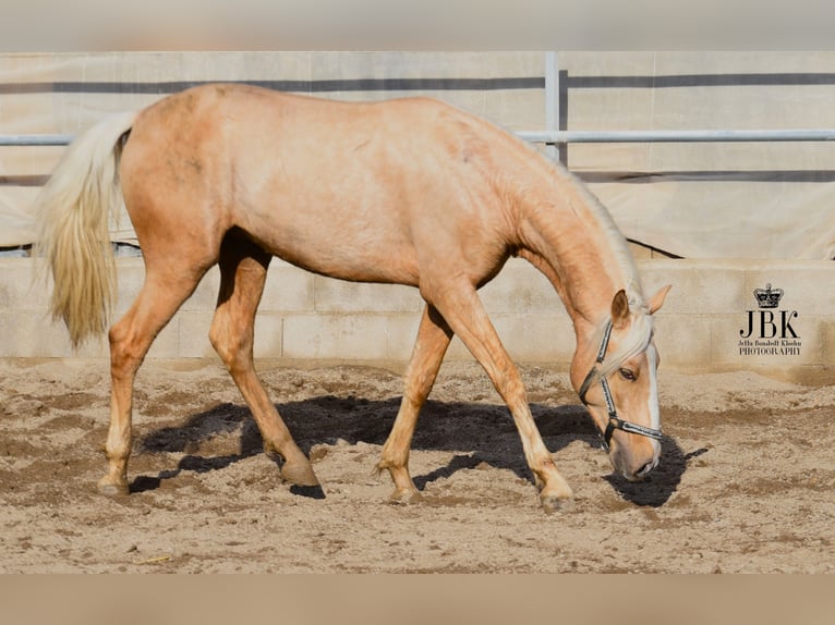 Andalusian Mix Stallion 4 years 15,1 hh Palomino in Tabernas Almeria