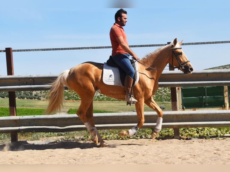 Andalusian Stallion 4 years 15,1 hh Palomino in Provinz Cordoba