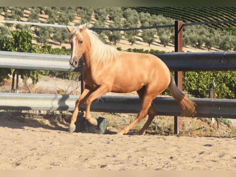 Andalusian Stallion 4 years 15,1 hh Palomino in Provinz Cordoba