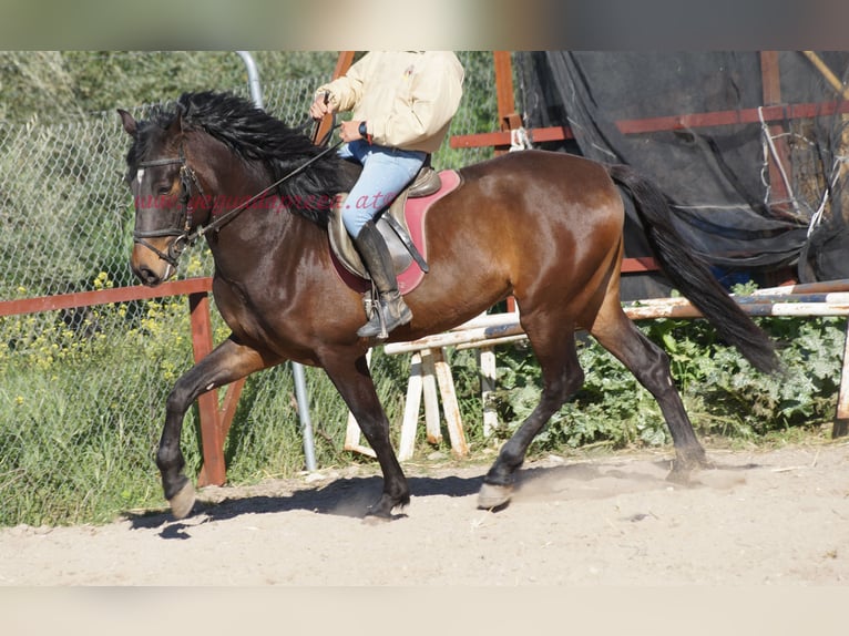 Andalusian Stallion 4 years 15.2 hh Brown in Pruna