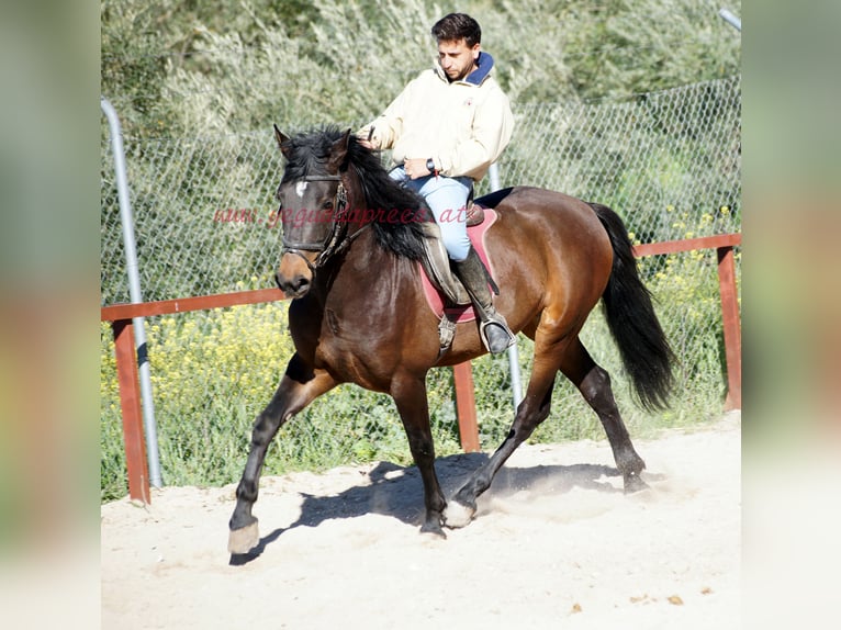 Andalusian Stallion 4 years 15.2 hh Brown in Pruna