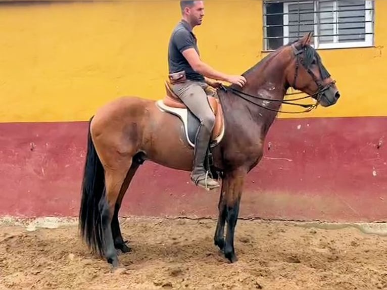 Andalusian Stallion 4 years 15.2 hh Brown in Sanlucar