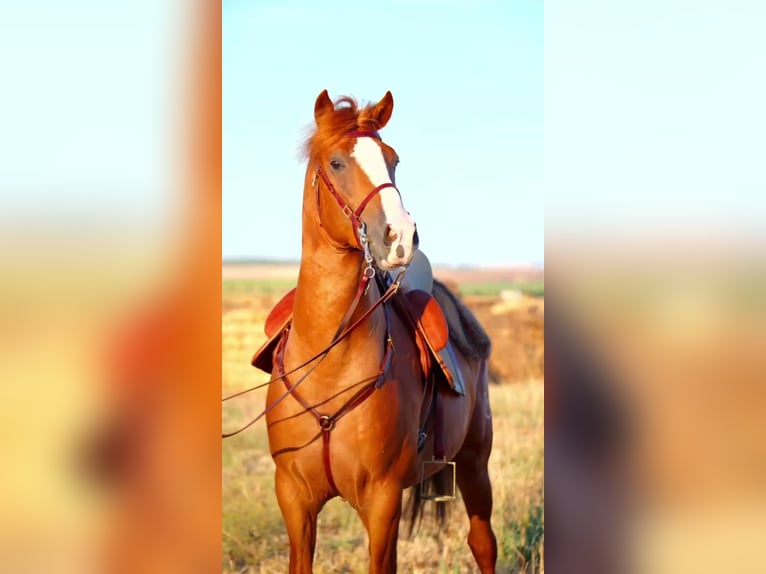 Andalusian Stallion 4 years 15.2 hh Chestnut-Red in Jerez