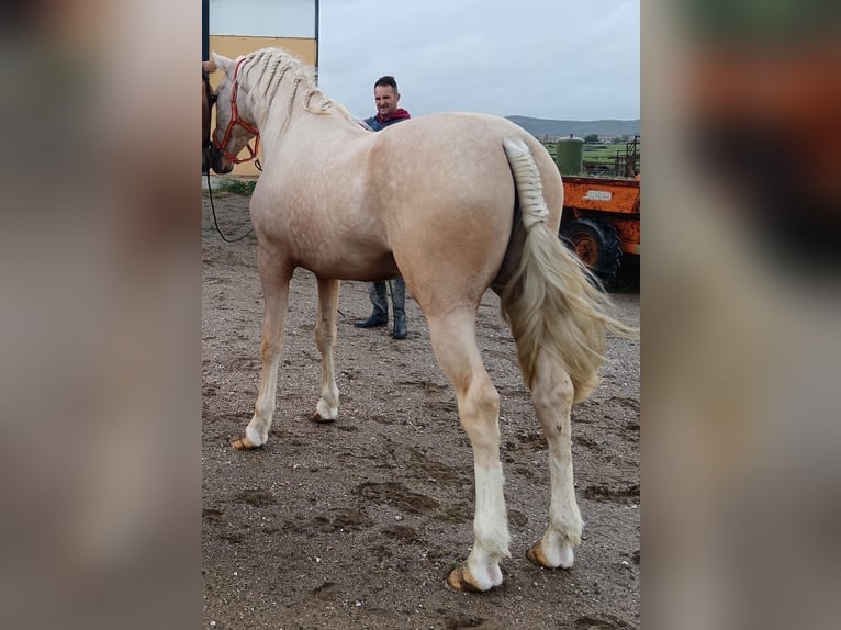 Andalusian Stallion 4 years 15,2 hh Palomino in Caceres