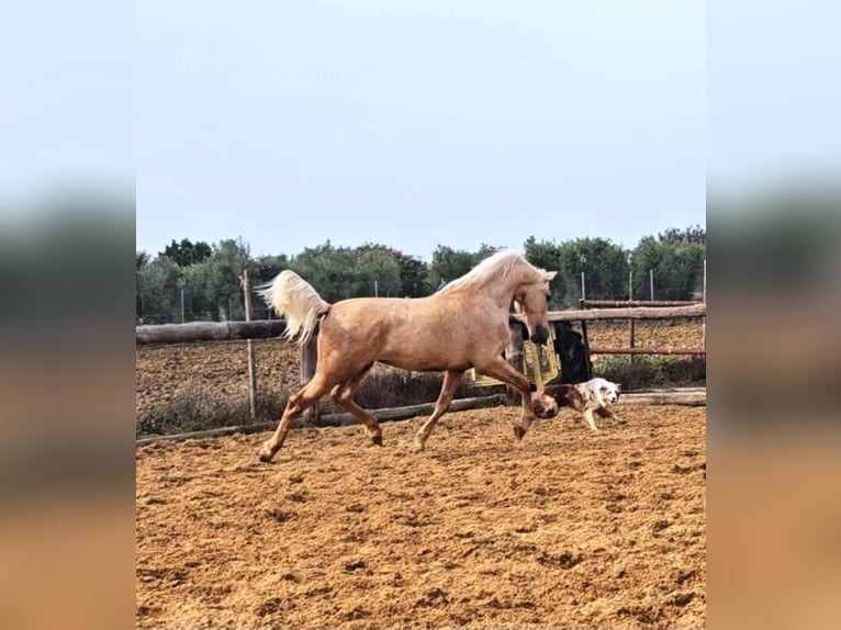 Andalusian Stallion 4 years 15,2 hh Palomino in Vejer de la Frontera