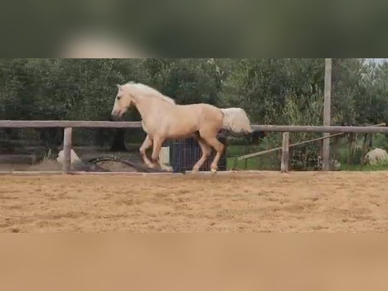 Andalusian Stallion 4 years 15,2 hh Palomino in Vejer de la Frontera