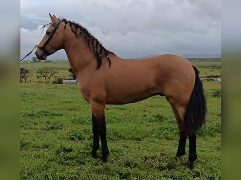 Andalusian Stallion 4 years 15,3 hh Bay in Caceres