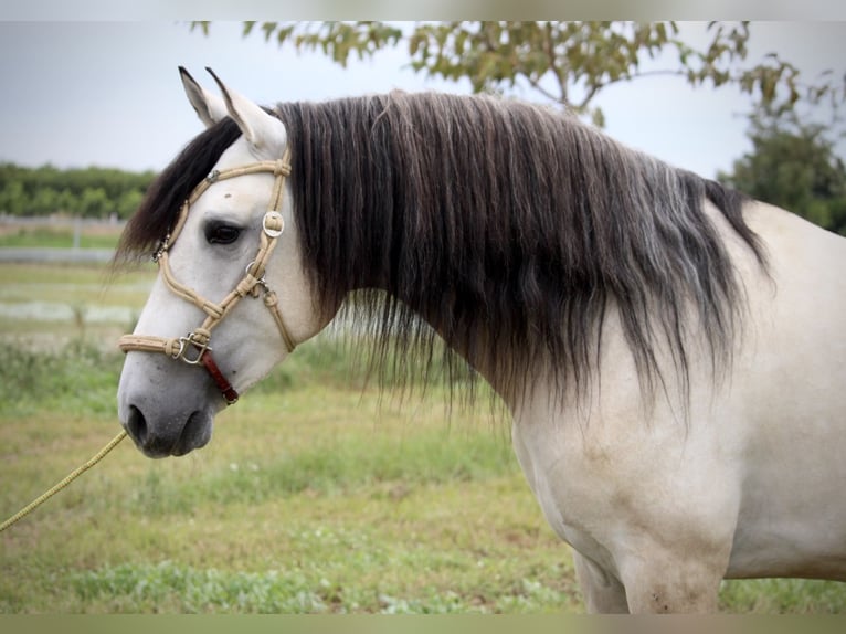 Andalusian Stallion 4 years 15.3 hh Brown Falb mold in Valencia