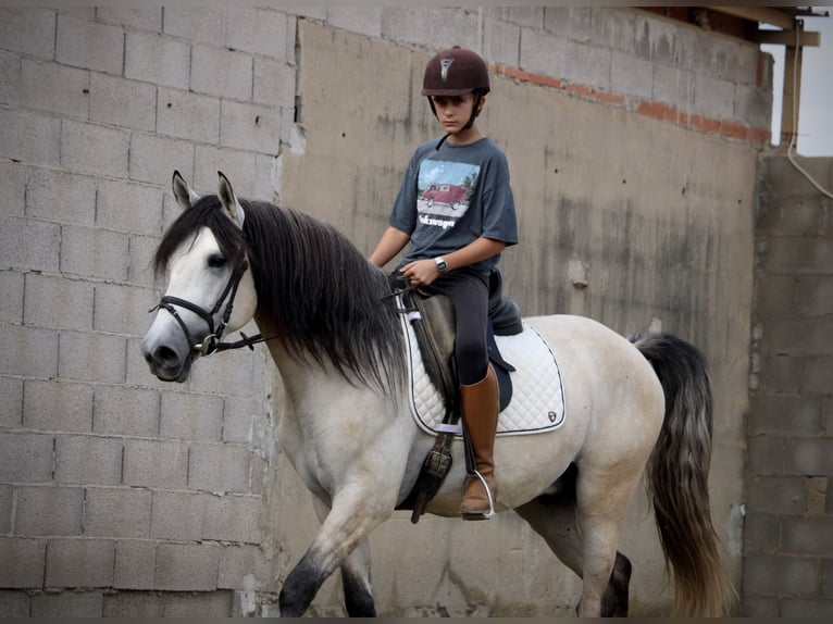 Andalusian Stallion 4 years 15.3 hh Brown Falb mold in Valencia