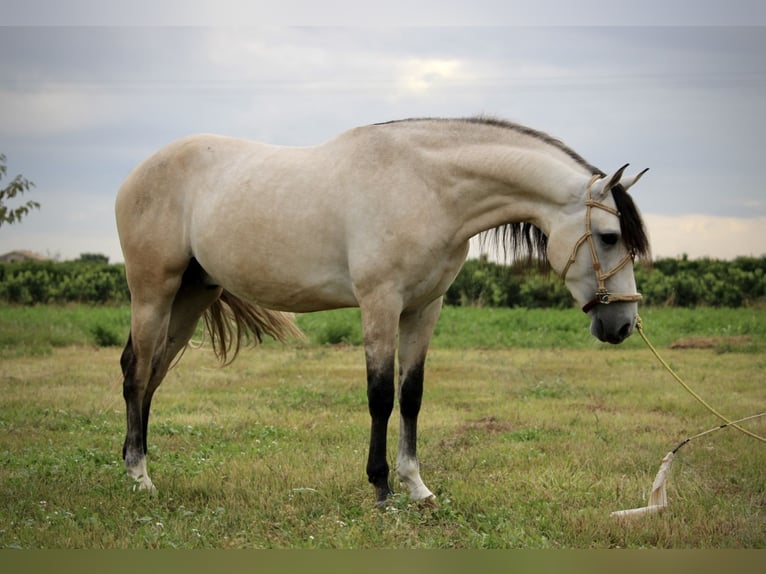 Andalusian Stallion 4 years 15.3 hh Brown Falb mold in Valencia