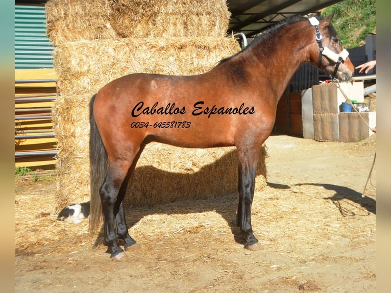 Andalusian Stallion 4 years 15,3 hh Brown Falb mold in Vejer de la Frontera