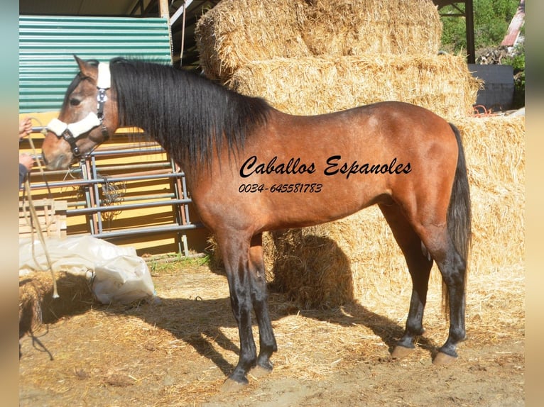 Andalusian Stallion 4 years 15,3 hh Brown Falb mold in Vejer de la Frontera