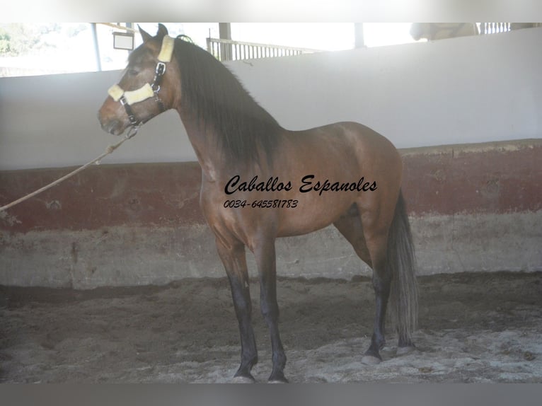 Andalusian Stallion 4 years 15,3 hh Brown Falb mold in Vejer de la Frontera