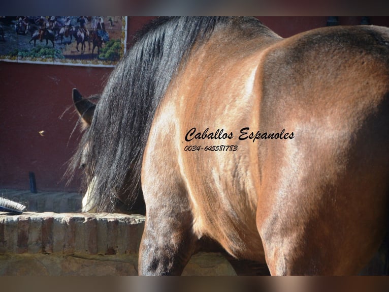 Andalusian Stallion 4 years 15,3 hh Brown Falb mold in Vejer de la Frontera