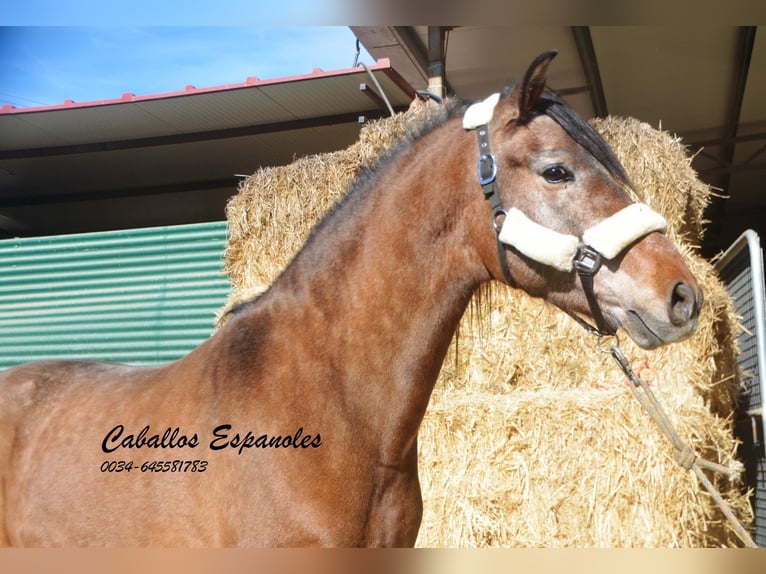 Andalusian Stallion 4 years 15,3 hh Brown Falb mold in Vejer de la Frontera