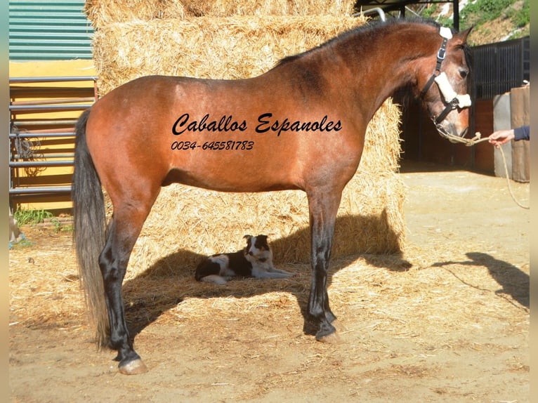 Andalusian Stallion 4 years 15,3 hh Brown Falb mold in Vejer de la Frontera