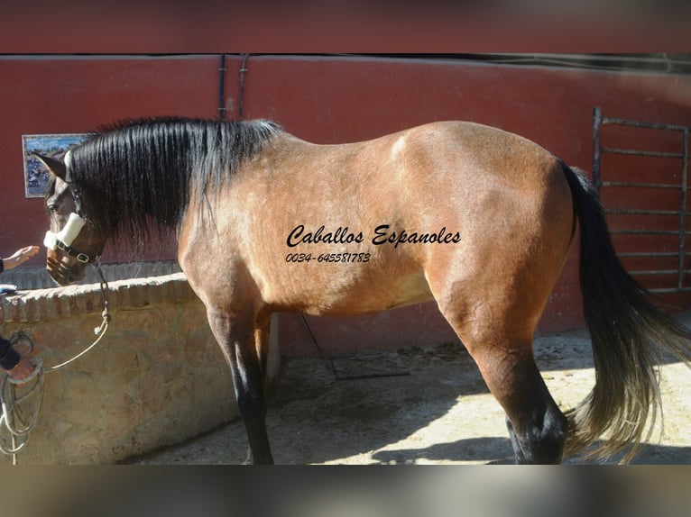 Andalusian Stallion 4 years 15,3 hh Brown Falb mold in Vejer de la Frontera