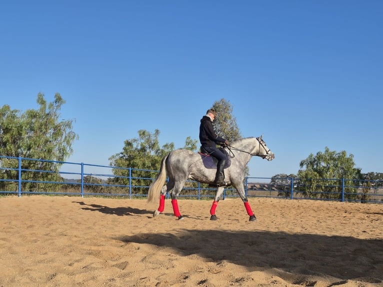 Andalusian Stallion 4 years 15,3 hh Gray in Badajoz