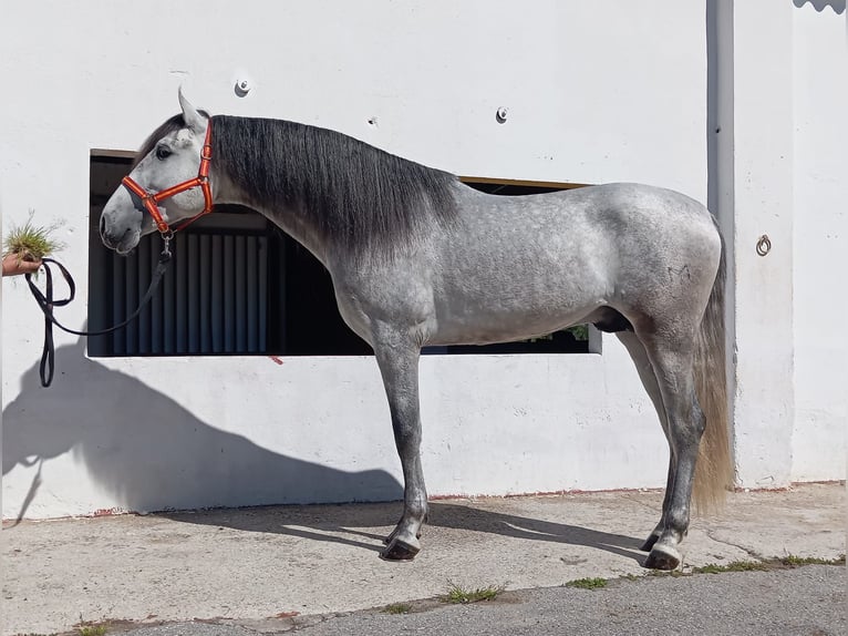 Andalusian Stallion 4 years 15.3 hh Grey in Terrassa