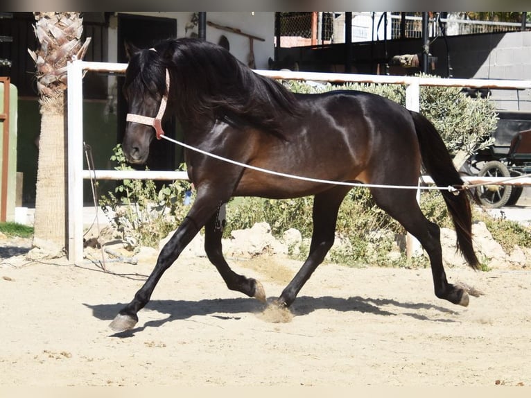Andalusian Stallion 4 years 15 hh Bay-Dark in Provinz Malaga