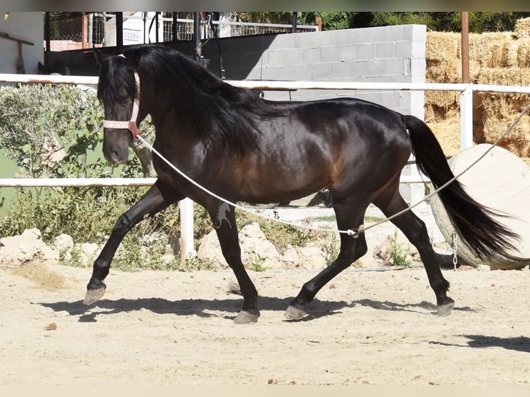 Andalusian Stallion 4 years 15 hh Bay-Dark in Provinz Malaga