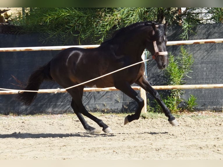 Andalusian Stallion 4 years 15 hh Bay-Dark in Provinz Malaga