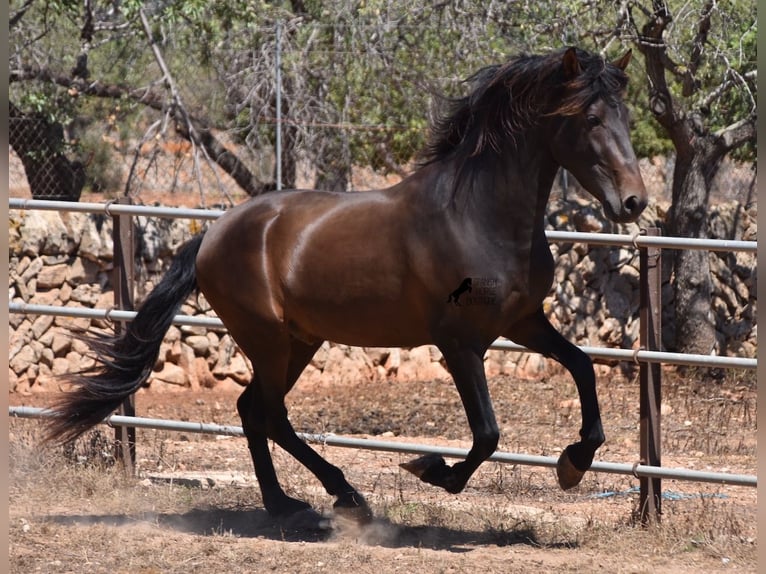 Andalusian Stallion 4 years 15 hh Brown in Mallorca