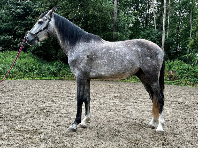 Andalusian Stallion 4 years 15 hh Gray-Dapple in Langenaltheim