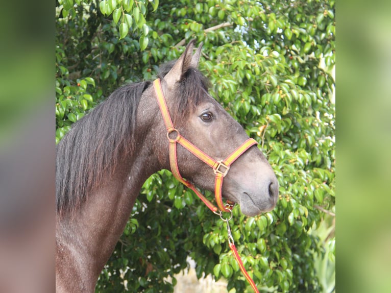 Andalusian Stallion 4 years 15 hh Gray-Red-Tan in Vejer de la Frontera